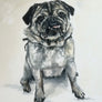 Pug Portraits