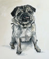 Pug Portraits