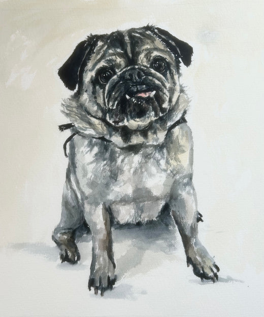 Pug Portraits