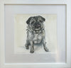 Pug Portraits