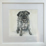 Pug Portraits