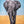 Canvas Print Elephant Power
